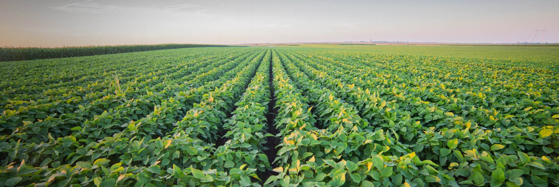 Fertilizantes